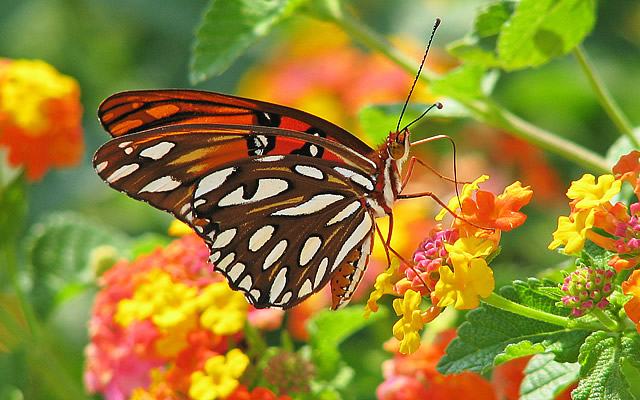 É primavera: tempo de flores e borboletas. Foto de Vicki DeLoach