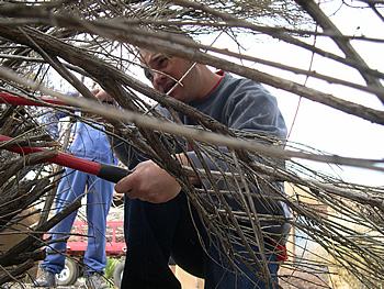 A primavera é época de podar arbustos e árvores. TroigNipen