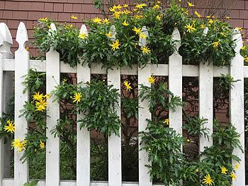 Verifique cercas e veja se precisam de manutenção e pintura. Foto de Lynn Friedman