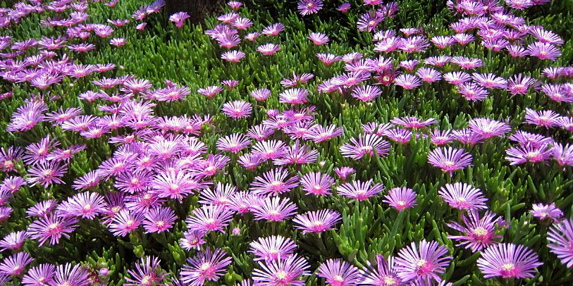 Cacto-margarida - Lampranthus productus