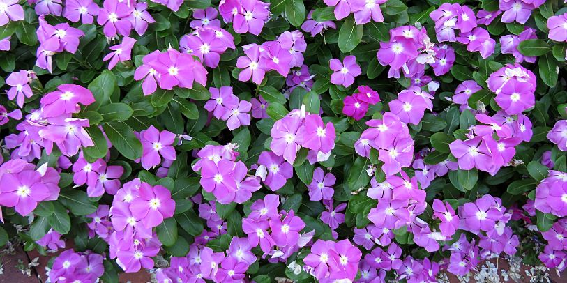 Vinca - Catharanthus roseus