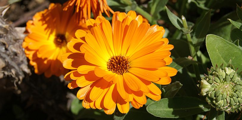 Calêndula - Calendula officinalis