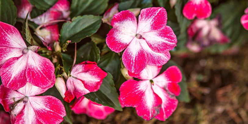 Beijo-pintado 'Sunpatiens' - Impatiens hawkeri