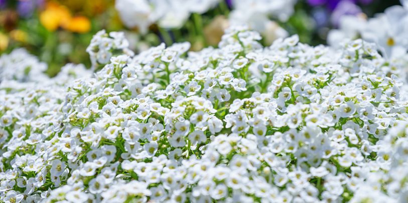 Álisso - Lobularia maritima