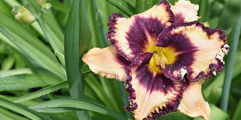 Hemerocallis