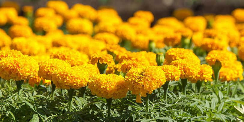 Tagetes-bola - Tagetes erecta