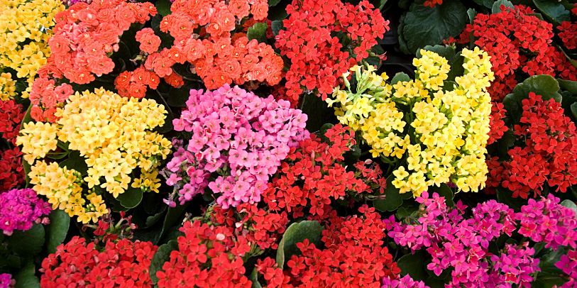 Calanchoê - Kalanchoe blossfeldiana