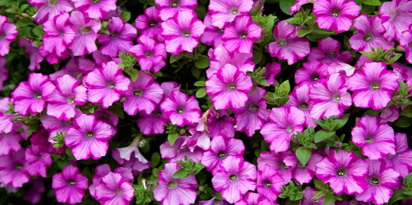 Petúnia-perene - Petunia integrifolia