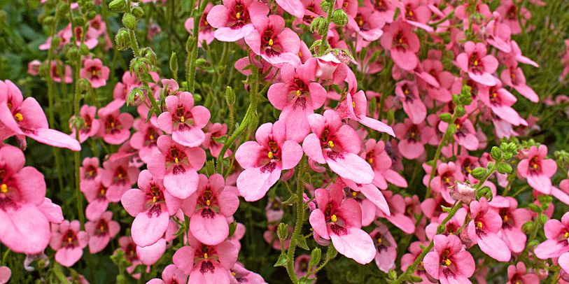 Confete - Diascia spp