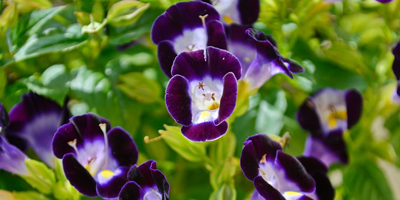 Torênia - Torenia fournieri