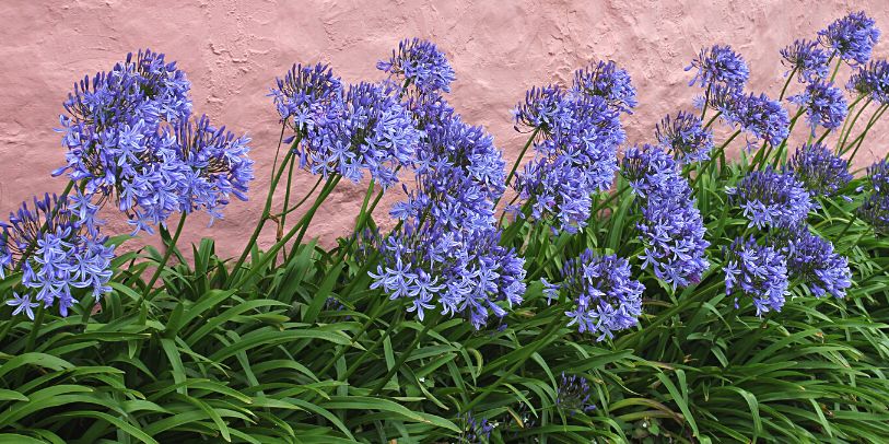 Agapanto - Agapanthus africanus