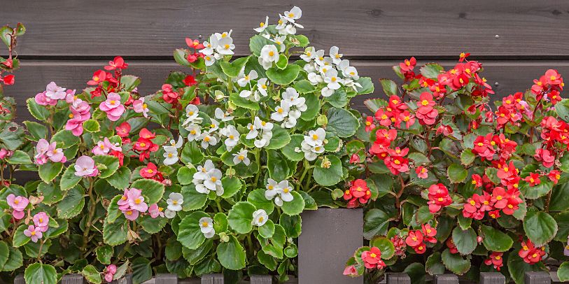 Como plantar impatiens em um canteiro maravilhoso 