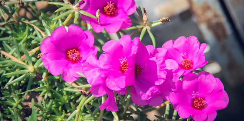 Onze-horas - Portulaca grandiflora