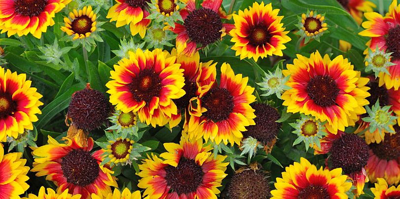 Gailárdia - Gaillardia x grandiflora