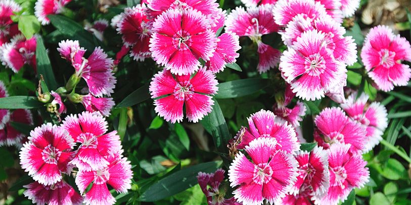 Cravina - Dianthus chinensis