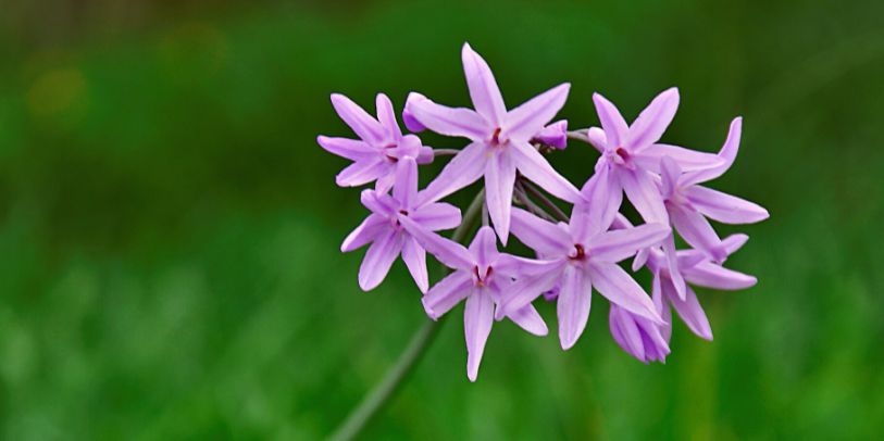 Alho-social - Tulbaghia violacea