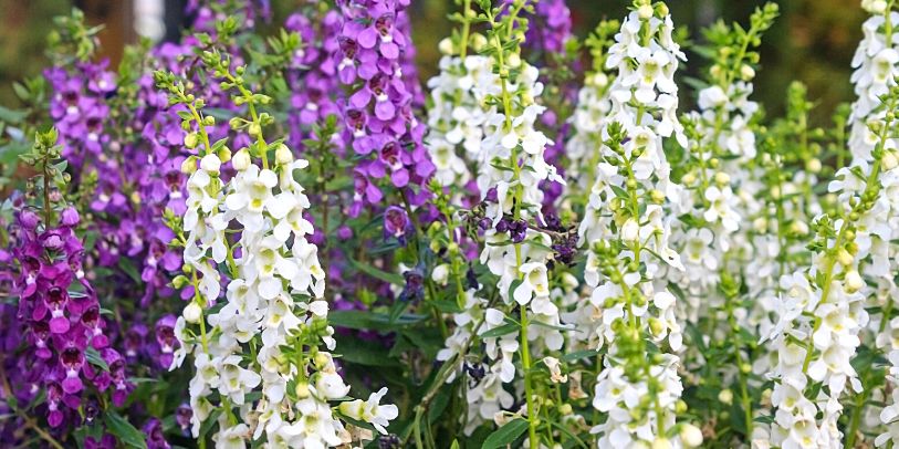 Angelônia - Angelonia angustifolia