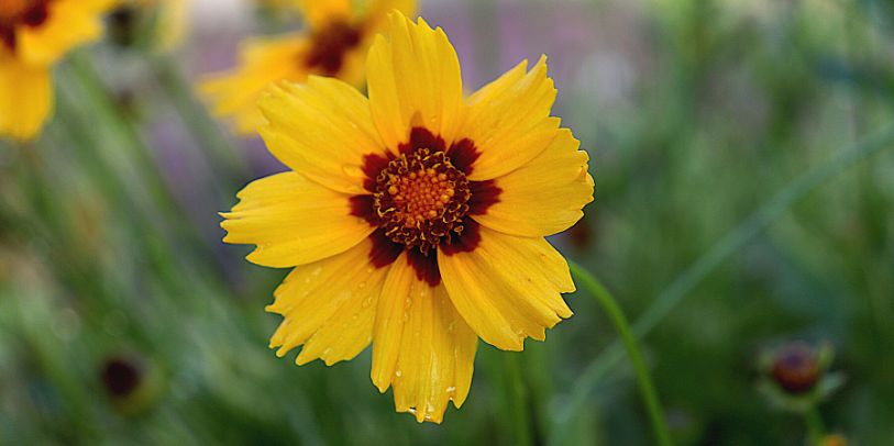 Margaridinha-escura - Coreopsis tinctoria