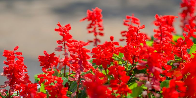 Alegria-dos-jardins - Salvia splendens