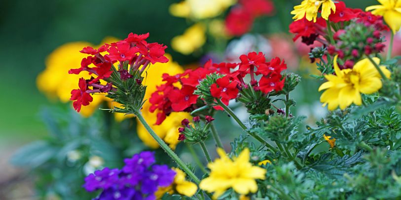 Verbena - Verbena hybrida