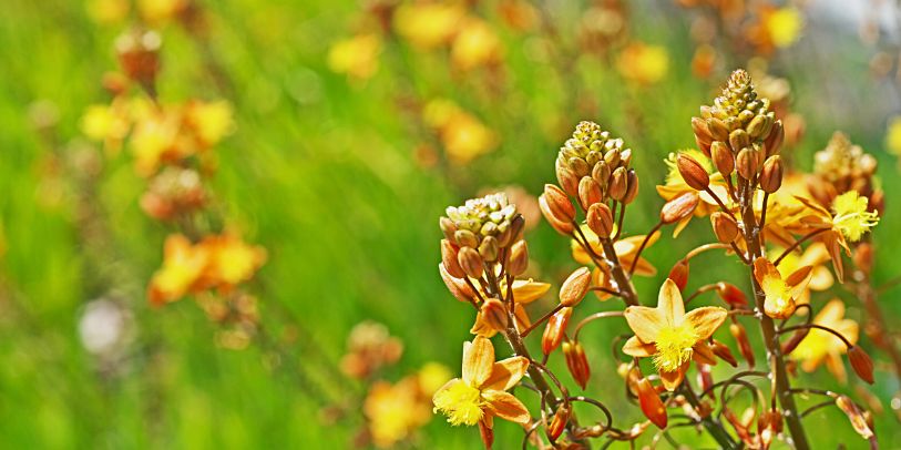 Bulbine - Bulbine frutescens