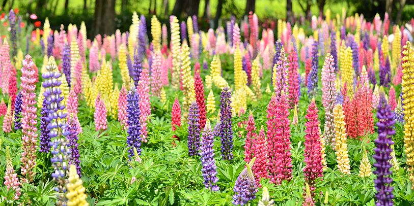 Lupino - Lupinus hybridus