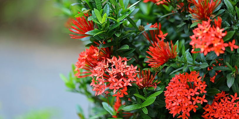 Ixora-chinesa - Ixora chinensis