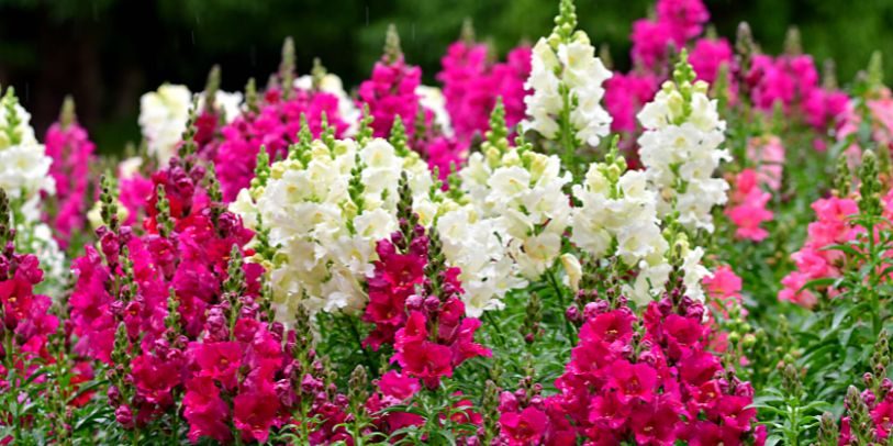 Boca-de-leão - Antirrhinum majus