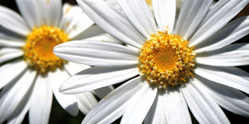 Margarida - Leucanthemum vulgare