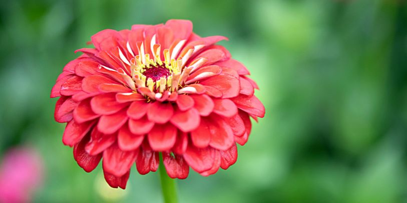 Zínia - Zinnia elegans