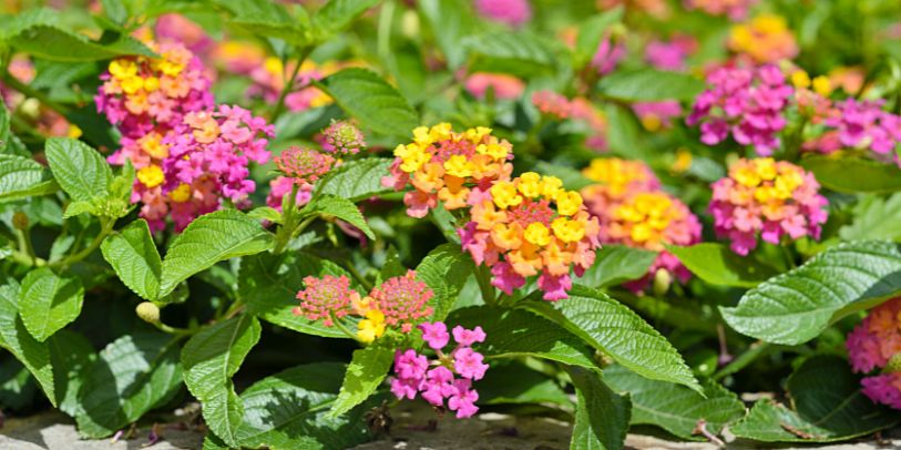 Cambará - Lantana camara