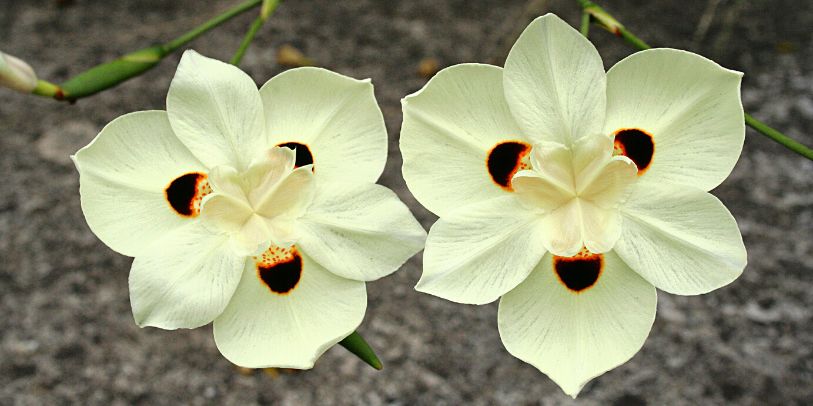 Moréia-bicolor - Dietes bicolor