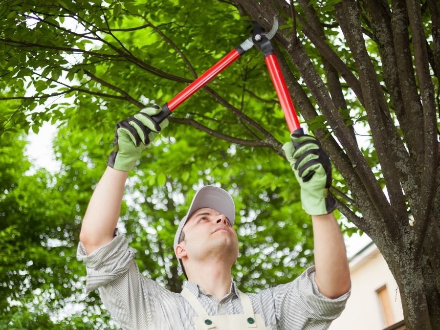 Escolha bem as suas ferramentas de jardinagem e garanta eficiência e conforto na hora de cuidar do jardim. Homem podando uma árvore com podão.