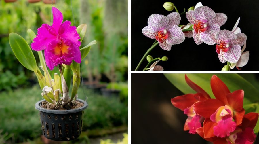 orquídeas sempre impressionam no dia dos namorados