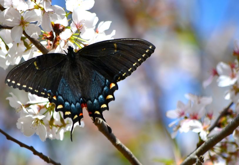 Borboleta em Cerejeira
