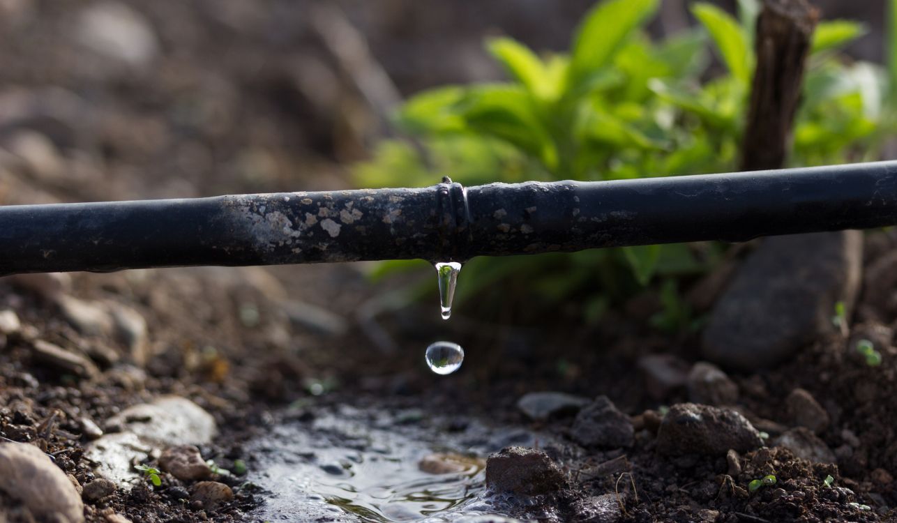 A irrigação do jardim vertical é preferencialmente feita por gotejamento, que leva a quantidade exata de água onde a planta mais precisa, sem desperdício. 