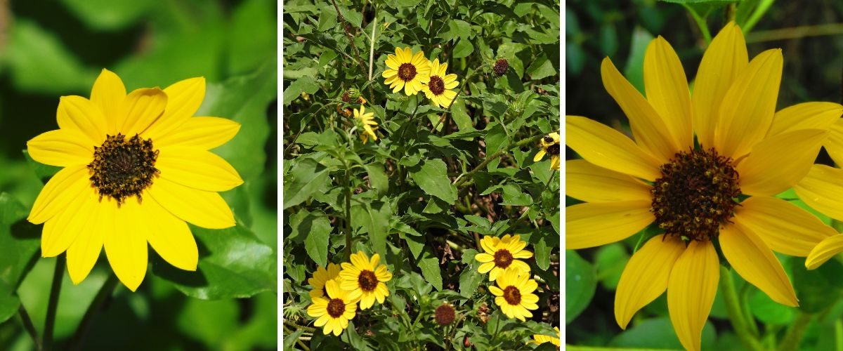 Girassol de jardim Helianthus debilis