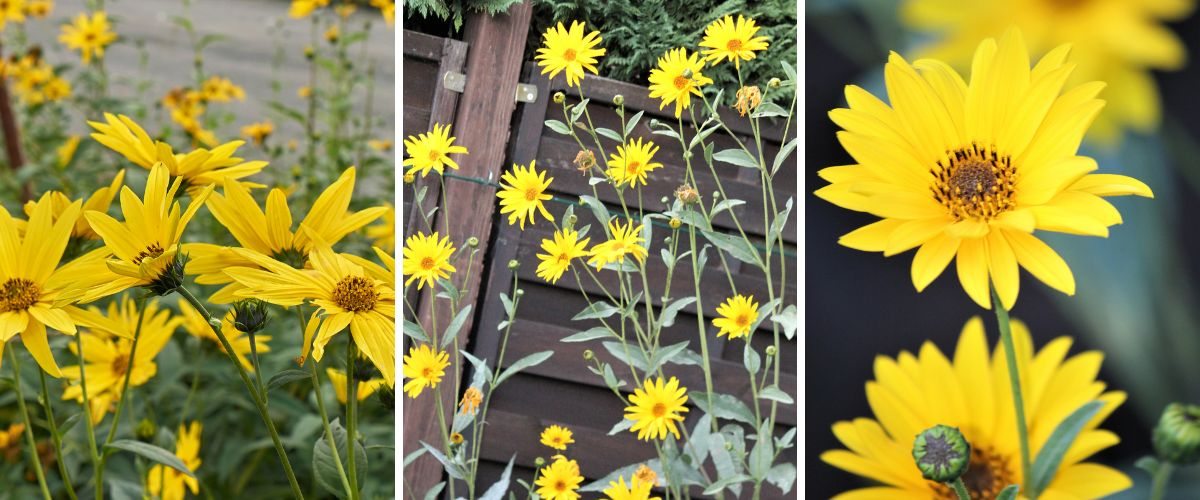 Girassol-vistoso - Helianthus laetiflorus pauciflorus