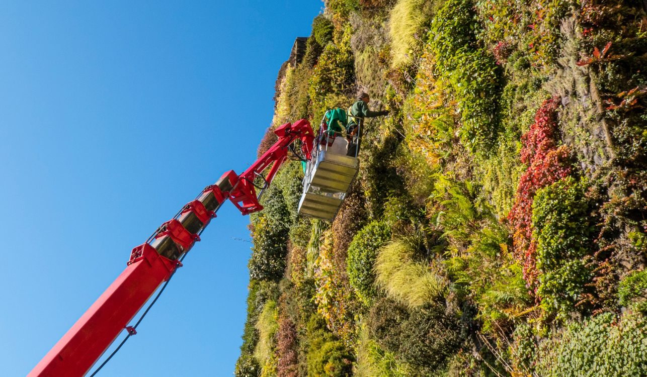 Jardineiro suspenso na grua para manutenção de jardim vertical.