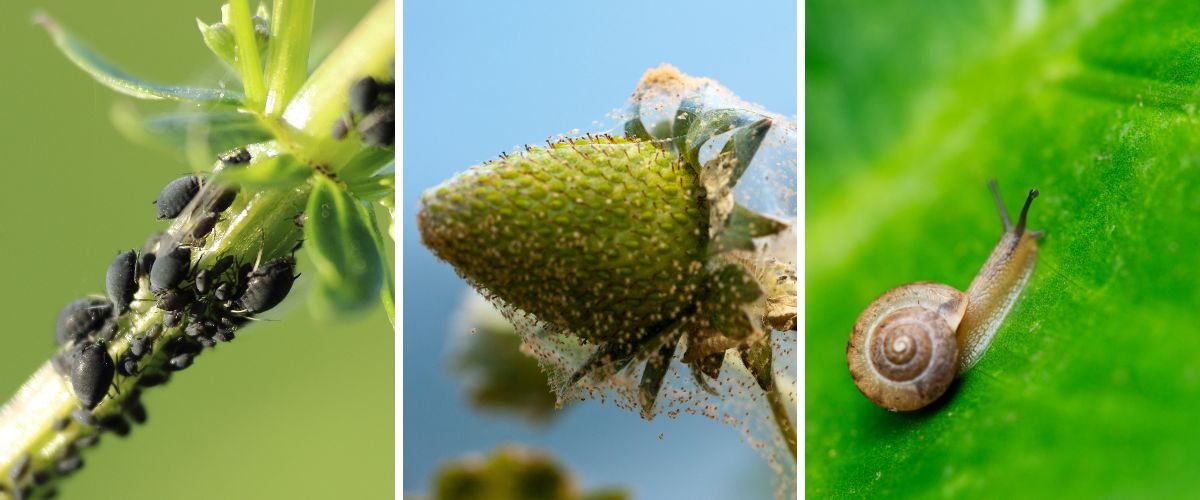 Pragas como pulgão preto, ácaros e caracóis podem acabar infestando o jardim vertical. 