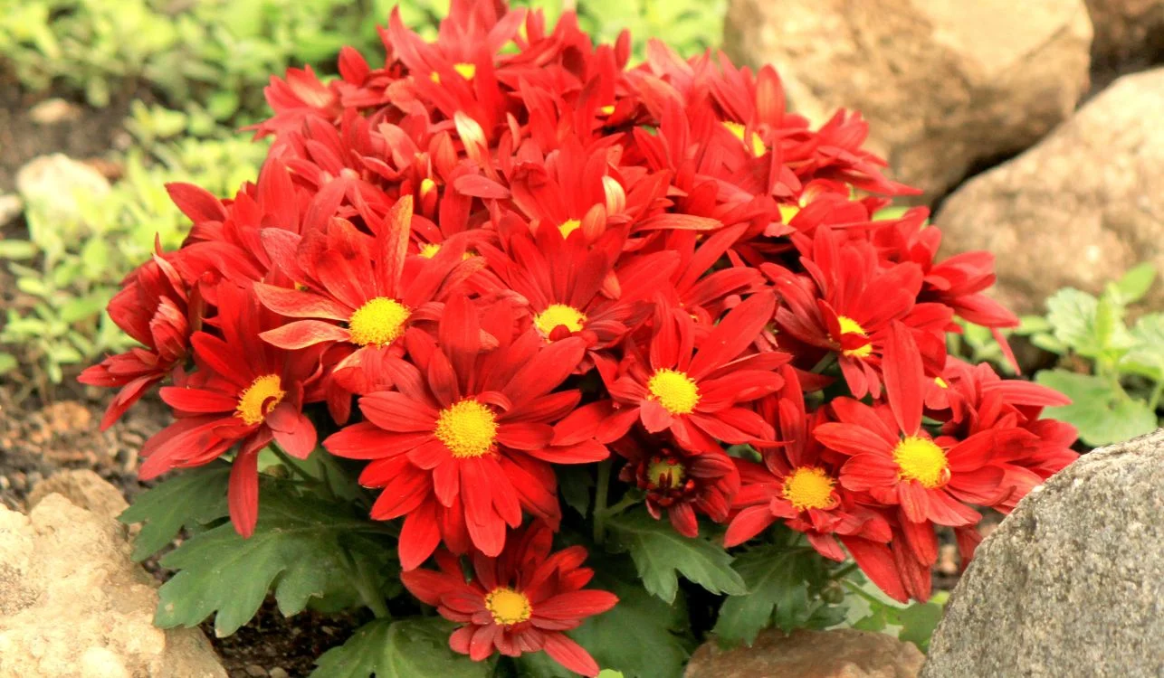 Crysanthemum red