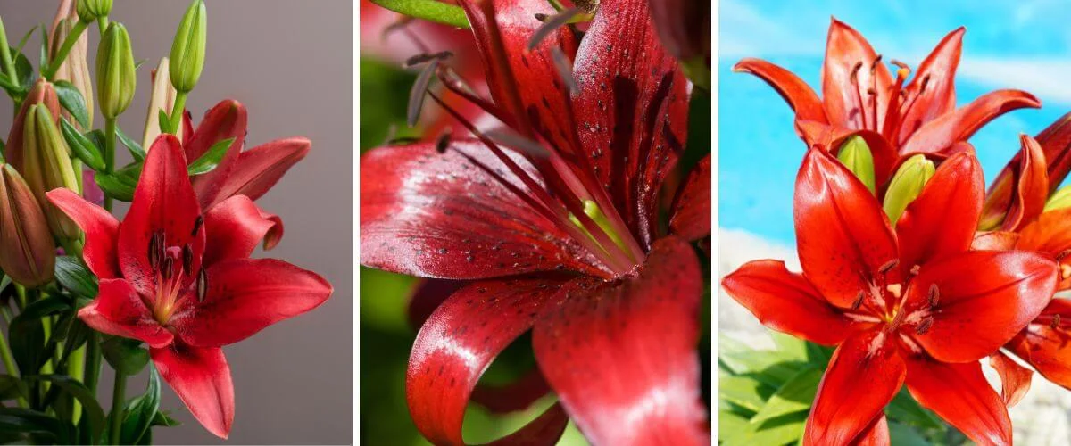 Lilium vermelho