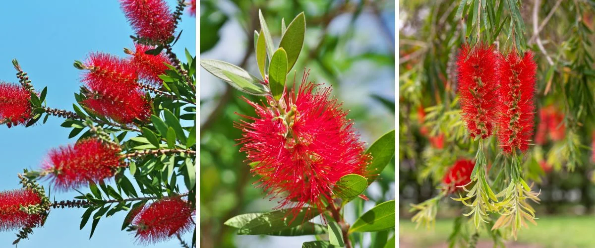 Callistemon