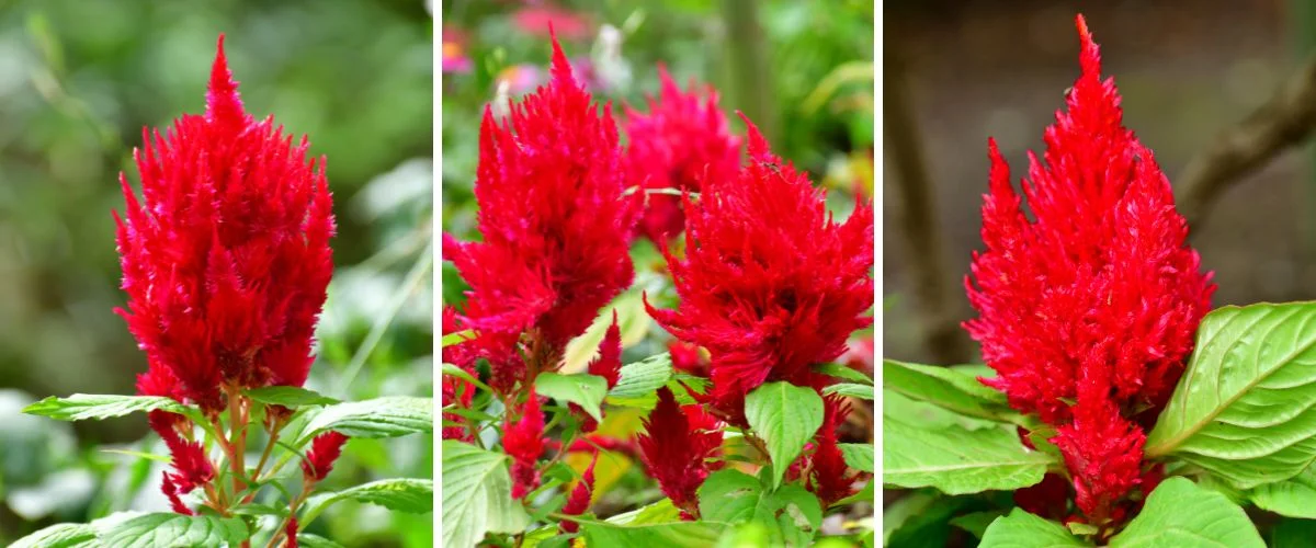 Celosia plumosa