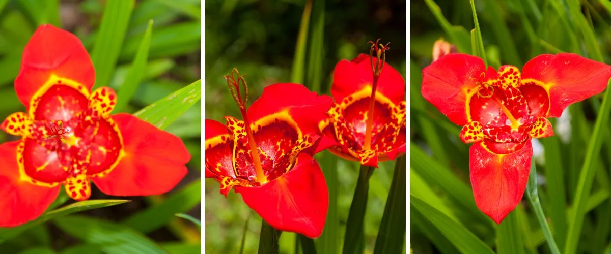 Tigridia pavonia